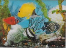 Tropical Fish 3D  postcard