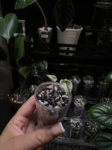 Alocasia cupria juvenile - juvenile, (a)