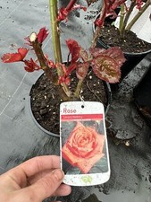 POTTED ROSE 'LOVERS MEETING'