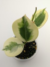 Hoya para 'Emerald Frost '