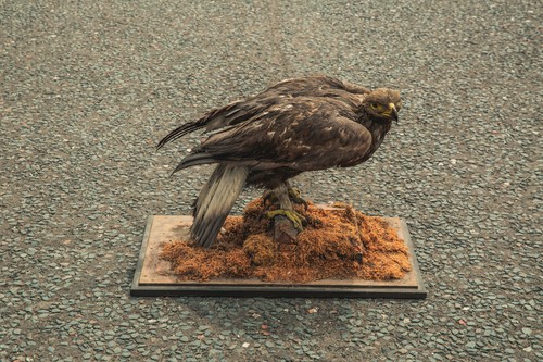Td245 golden eagle - td245, base