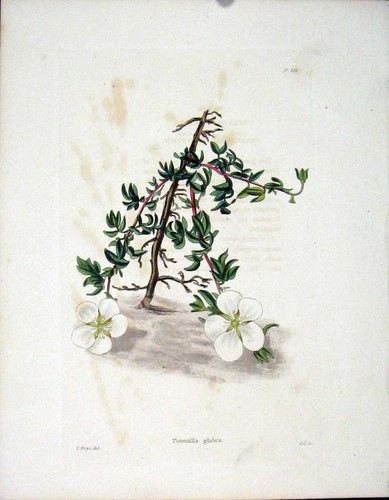 Original old antique print - original,