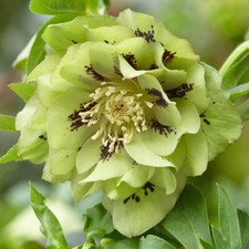 Pack of 3 Hellebore 'White