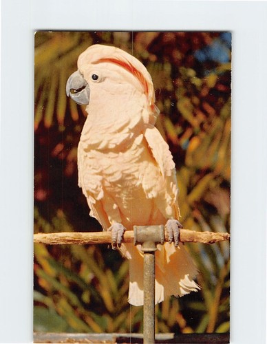 Postcard rose crested cockatoo - crested,