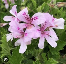 Lemon Scented Pelargonium