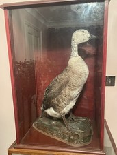 Taxidermy Goose Canada  with display case 