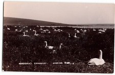 Abbotsbury Swannery Nesting