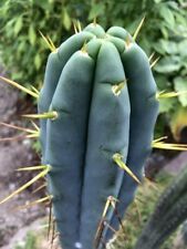 FRESH CACTUS SEED x10 Echinopsis/TrichBridge seeds