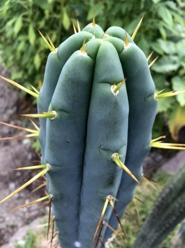 Fresh cactus seed x10 - cactus,