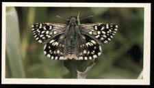 Tobacco Card, Doncella