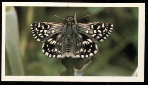 Tobacco card doncella - tobacco,