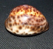 Large 8cm Tiger Cowrie Tortoise Sea Shell crafts beach aquarium fish tank
