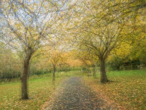 Autumn avenue 12 - autumn, 12"
