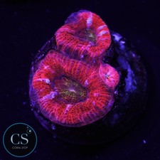 Rainbow acan wysiwyg - acan,