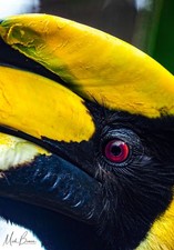 Wall Art Great Indian Hornbill, Bird, India A3 Print 