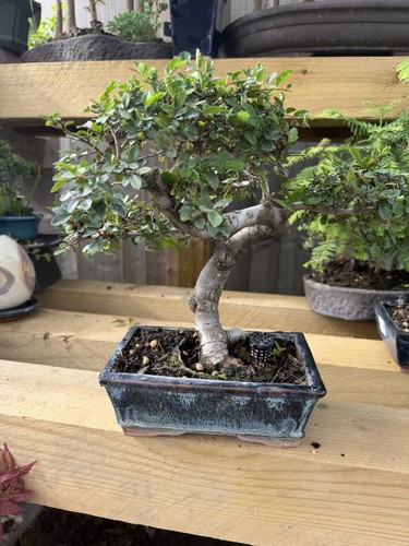 Chinese elm bonsai tree - elm,