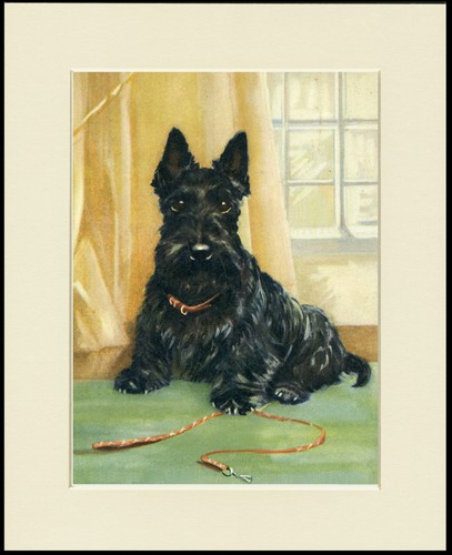 Scottish terrier scottie dog - terrier,