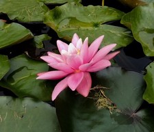 POT LUCK WATER LILY POND