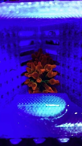 Sherman anemone live coral - *live, coral*