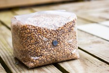 Sterilised Grain Spawn Bag w/ Injection Port – Mycology Substrate 1-1.8kg