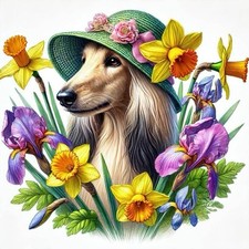 Afghan Hound ,  Bonnet