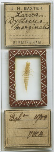 Antique microscope slide - antique,