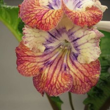 Streptocarpus UA-Frost