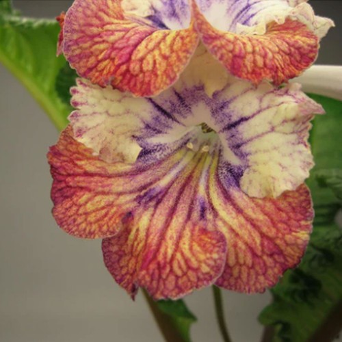 Streptocarpus frost - streptocarpus, ua-frost