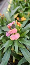 Erysimum ‘Cheers Sun Kissed