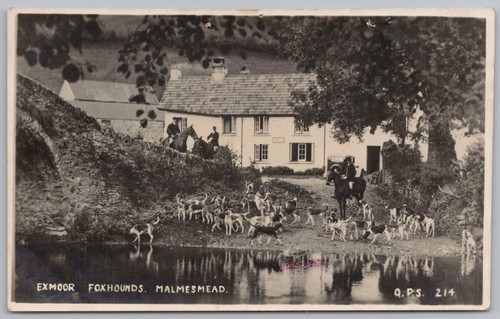 Malmsmead devon the exmoor - devon, fox
