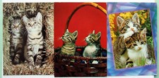 Job Lot Postcards (3) - KITTENS - CATS  (CAT1-3)