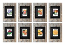 Vintage Unused Seed Packets in a Hand Made Frame Flowers Lone Star American