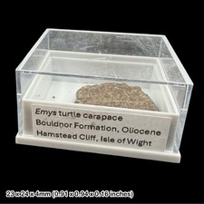Emys Turtle Carapace Fossil