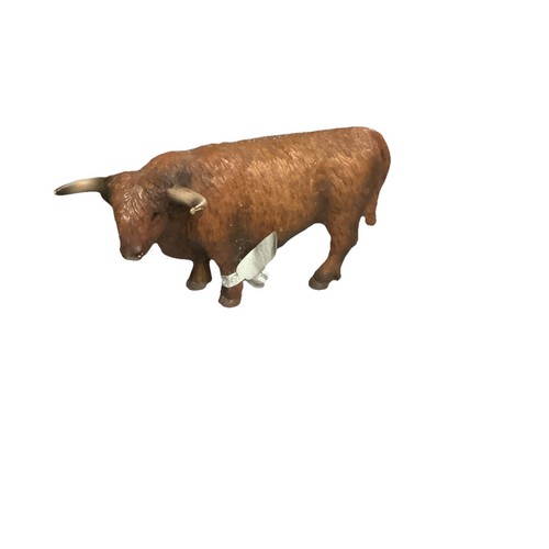 Scottish highland bull cow - bull,