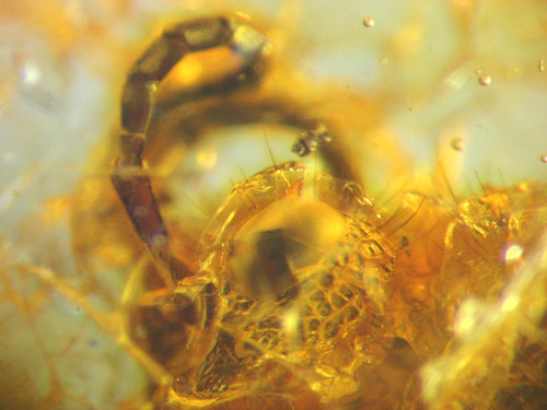 Pliocene amber kenya - pliocene, africa