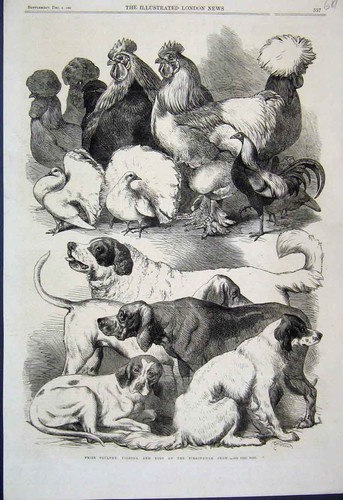 Poultry pigeons dogs - poultry,