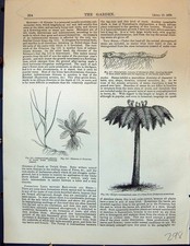 Old Rhizome Primrose Couch Grass Tree Fern Lily Tuber Potato Mammilla