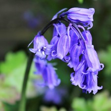 Cultivated English Bluebells x