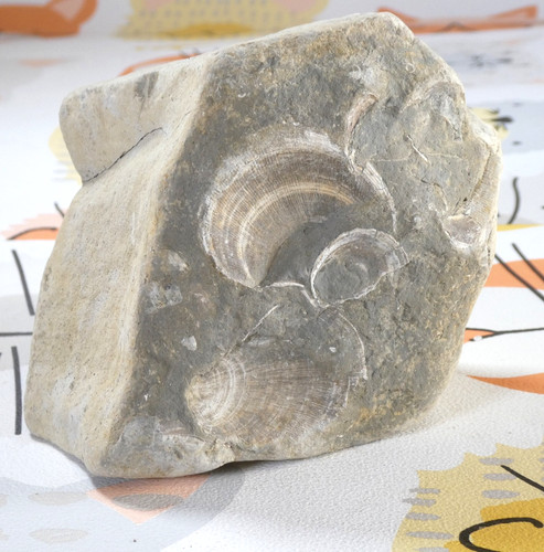Jurrasic era fossil impression - fossil,