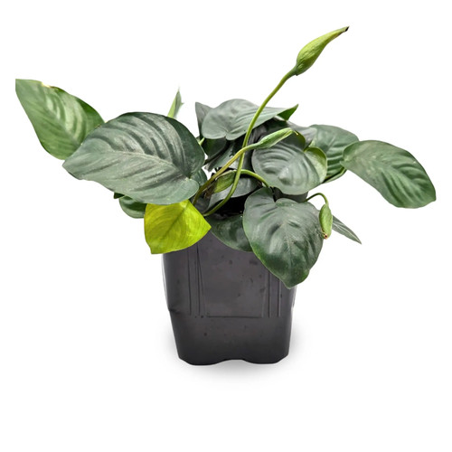 Anubias barteri var nana - , xl