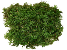 LARGE LIVE CARPET MOSS  Natural Fresh Moss Terrarium Supplies bio active reptile
