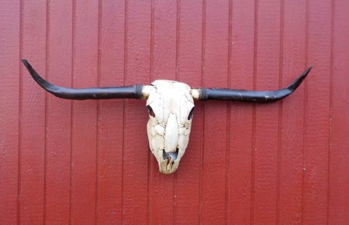 Metal art cow head sculpture - art,
