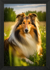 Rough Collie Style 6 Framed