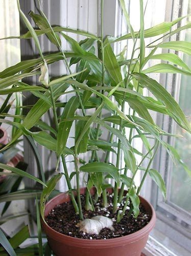 Organic ginger home 3 - organic, at
