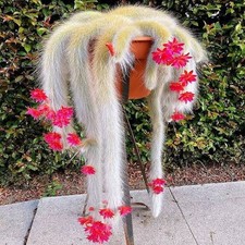 Cactus Monkey Tail long white