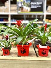 Chinese Panda Planter Take Out