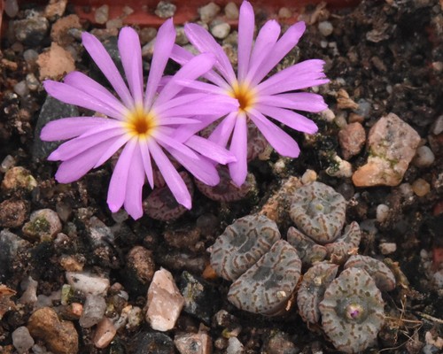 Conophytum swanepoelianum