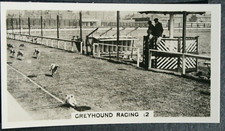 GREYHOUND RACING  Belle Vue