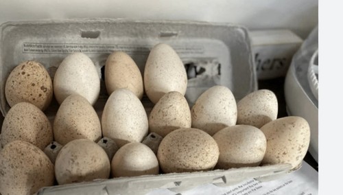 Bym turkey eggs - 3,