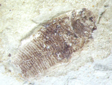 Eocene Green River Shale